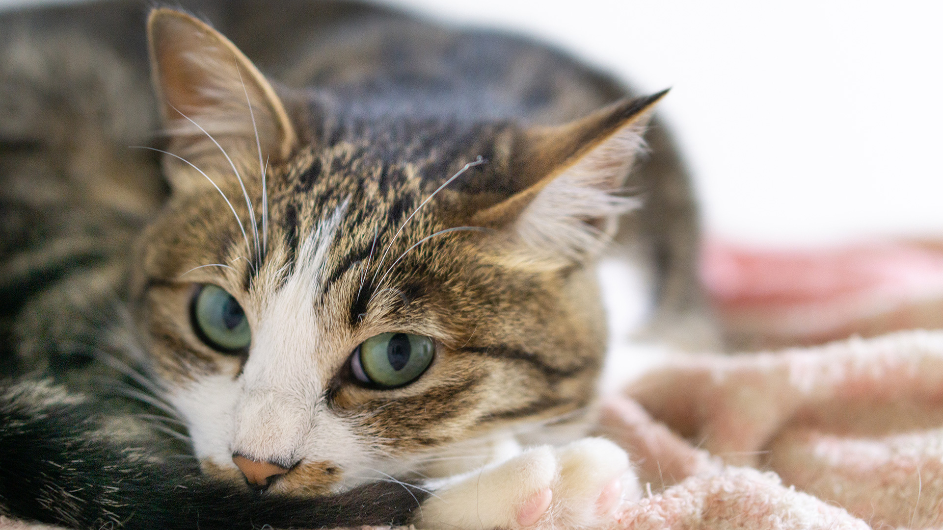 cat02