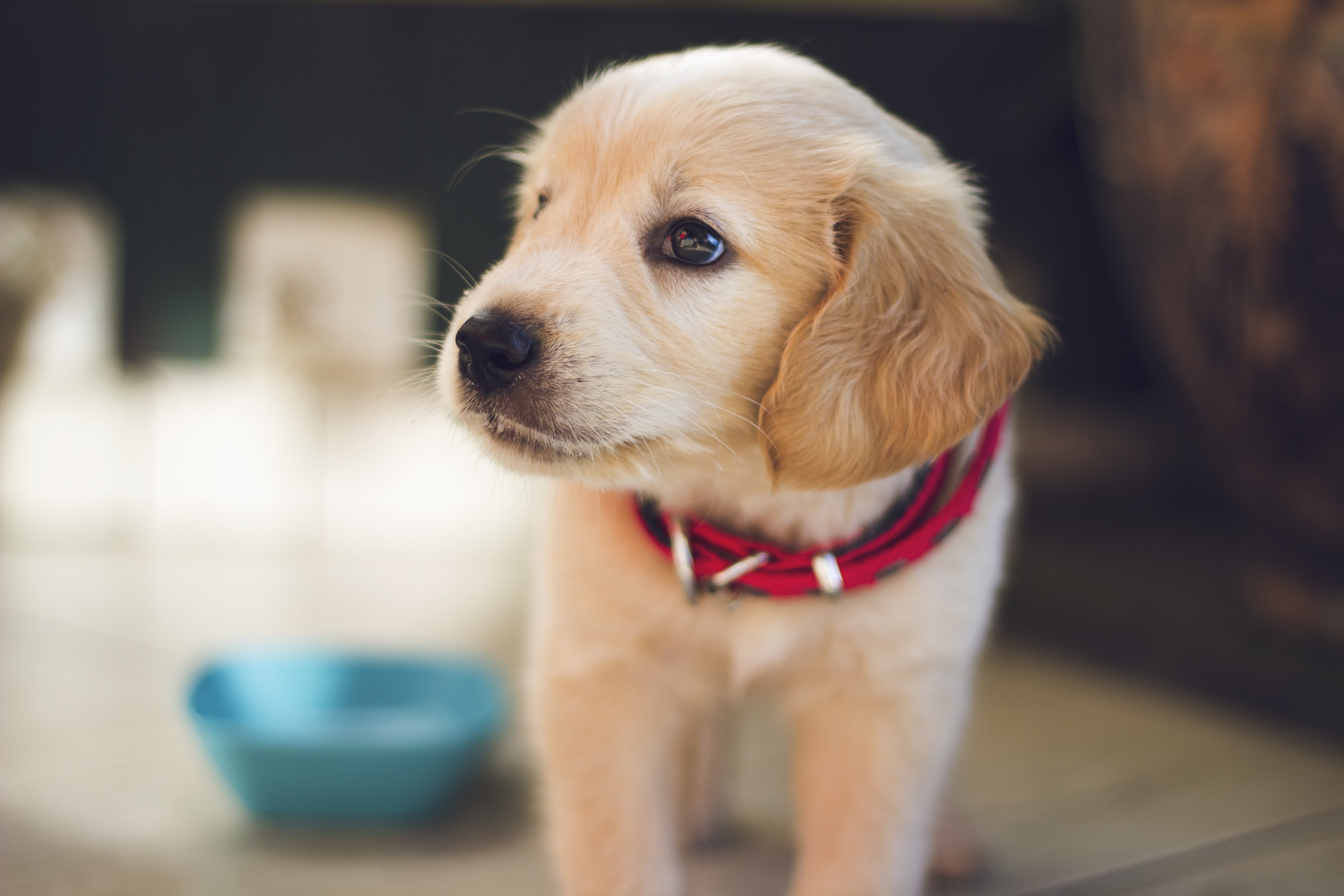 dog01