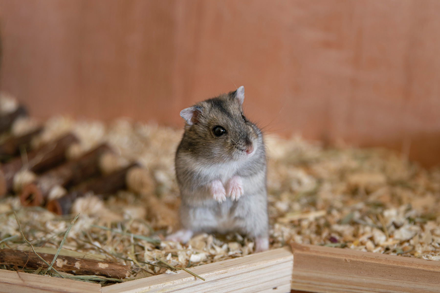 hamster01