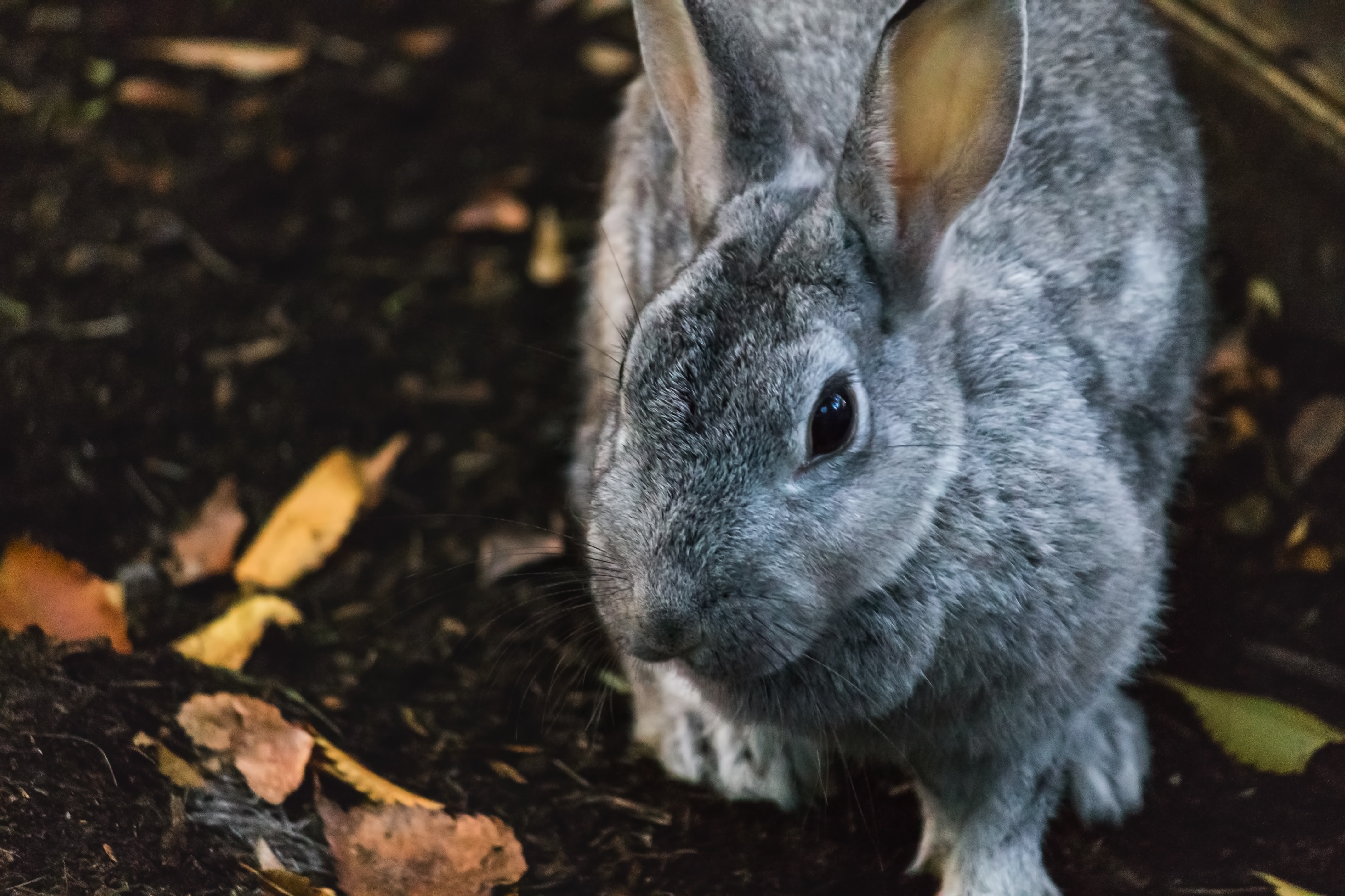 rabbit01